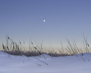 Превью обои снег, трава, луна, вечер