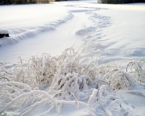 Превью обои снег, трава, зима, покров