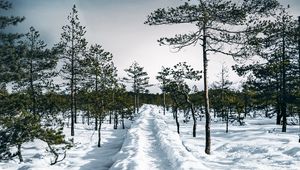 Превью обои снег, тропинка, деревья, лес, небо, зима