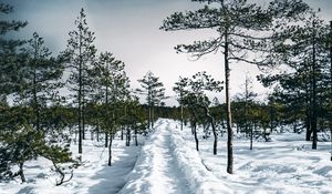 Превью обои снег, тропинка, деревья, лес, небо, зима