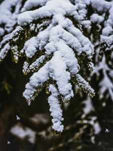 Превью обои снег, ветка, заснеженный, размытость