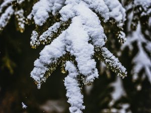 Превью обои снег, ветка, заснеженный, размытость