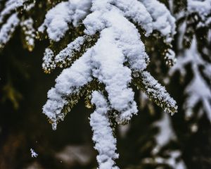 Превью обои снег, ветка, заснеженный, размытость