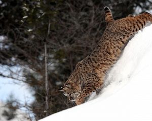 Превью обои снег, возвышенность, рысь, прогулка, кошка