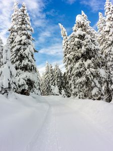 Превью обои снег, зима, деревья, лес, небо