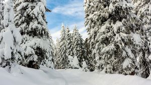 Превью обои снег, зима, деревья, лес, небо