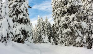 Превью обои снег, зима, деревья, лес, небо