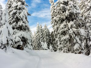 Превью обои снег, зима, деревья, лес, небо