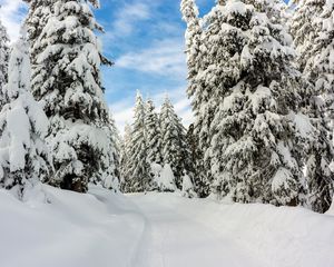 Превью обои снег, зима, деревья, лес, небо