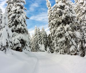 Превью обои снег, зима, деревья, лес, небо