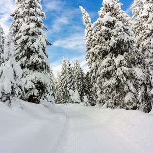 Превью обои снег, зима, деревья, лес, небо