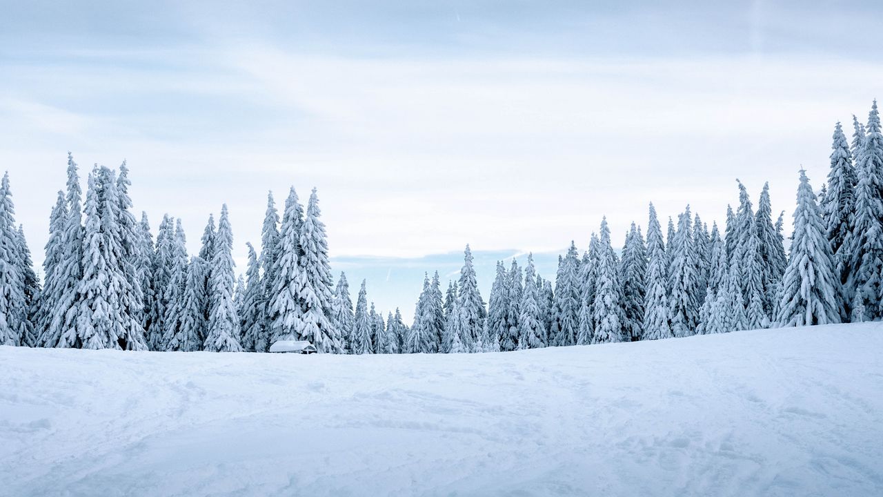 Обои снег, зима, деревья, зимний пейзаж, заснеженный