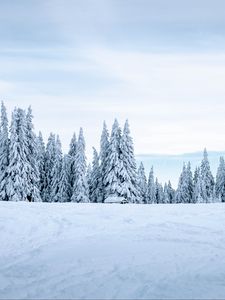 Превью обои снег, зима, деревья, зимний пейзаж, заснеженный