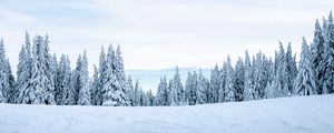 Превью обои снег, зима, деревья, зимний пейзаж, заснеженный