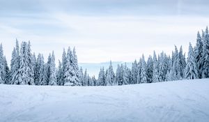 Превью обои снег, зима, деревья, зимний пейзаж, заснеженный