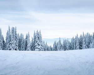 Превью обои снег, зима, деревья, зимний пейзаж, заснеженный