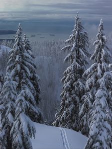 Превью обои снег, зима, деревья, лес, тропинка