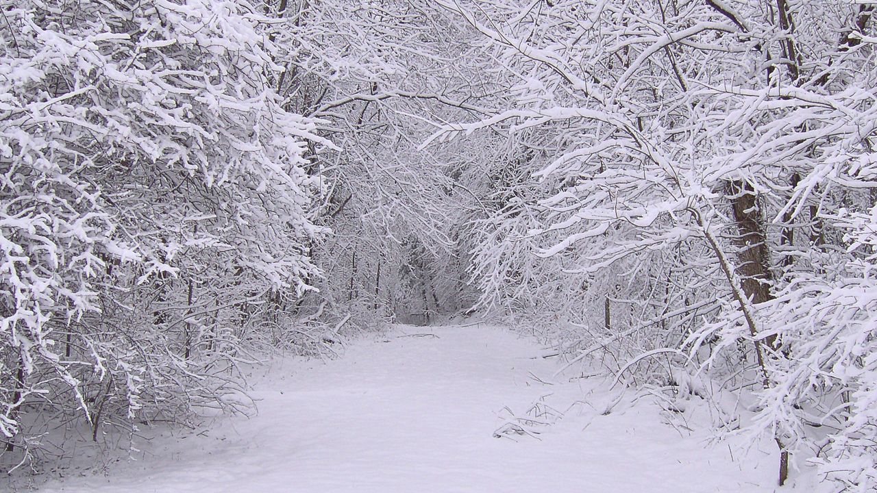 Обои снег, зима, деревья, лес