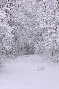 Превью обои снег, зима, деревья, лес
