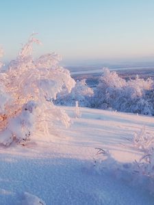 Превью обои снег, зима, кусты, покров, пелена, свет, лиловый