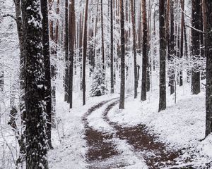 Превью обои снег, зима, тропинка, ветки, лес