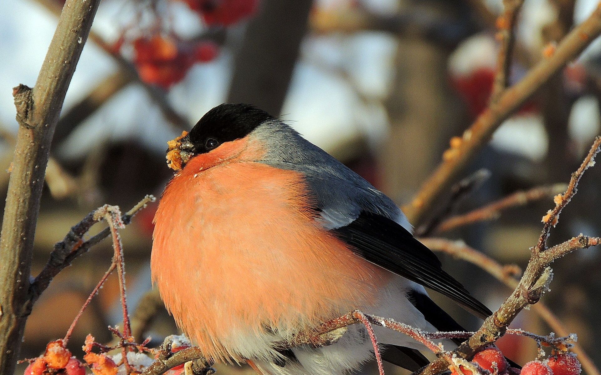 Птицы на рябине зимой (77 фото)