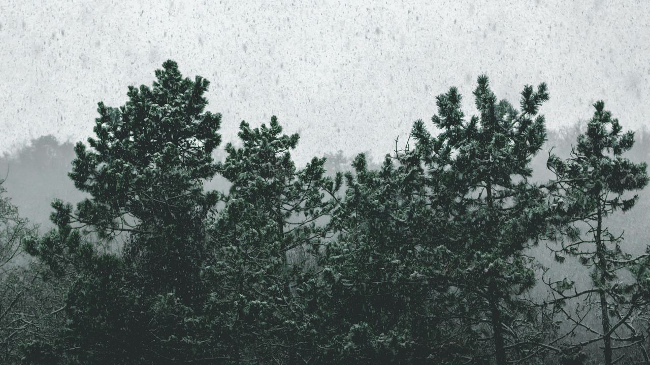 Обои снегопад, деревья, туман, заснеженный