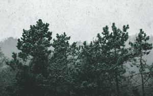 Превью обои снегопад, деревья, туман, заснеженный