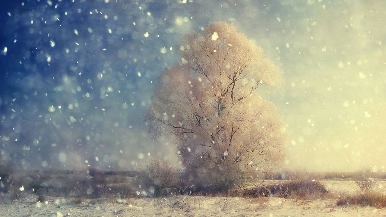 Обои снегопад, дерево, крупицы, поле, зима