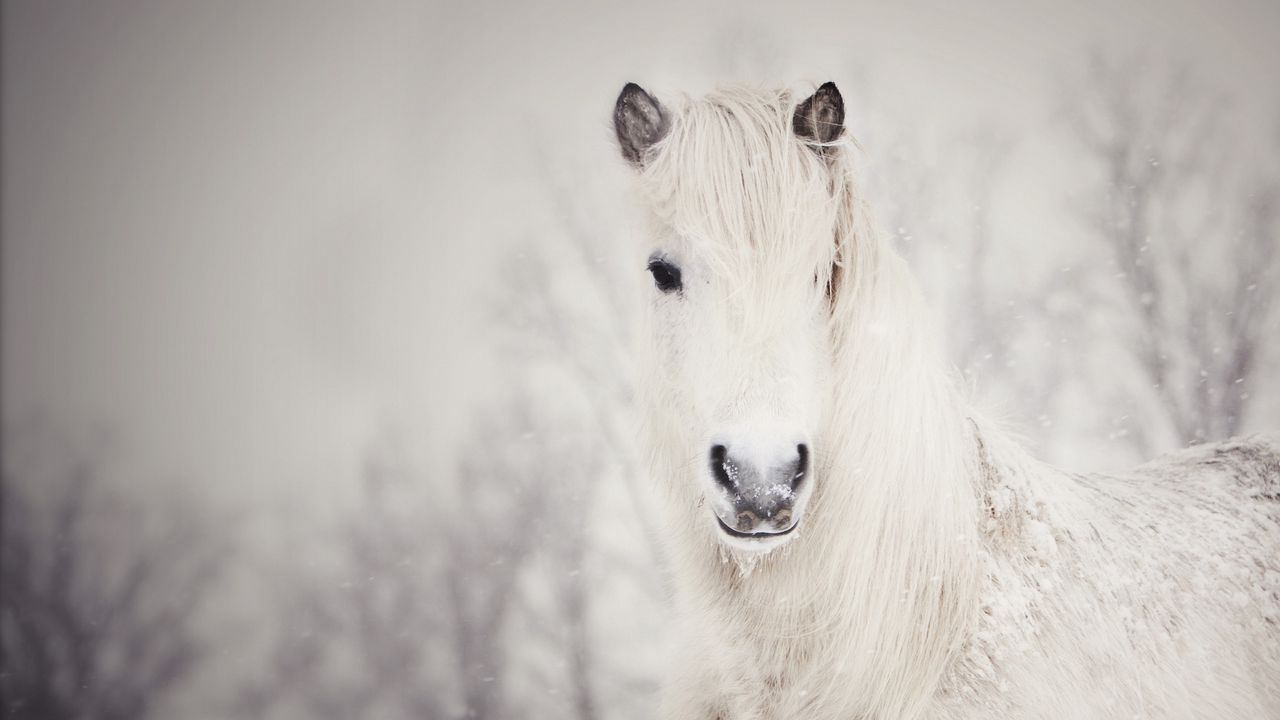 Обои снежная, белая, лошадь, снег