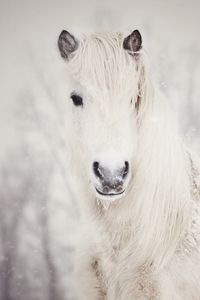 Превью обои снежная, белая, лошадь, снег