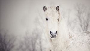 Превью обои снежная, белая, лошадь, снег