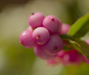 Превью обои снежноягодник, ягоды, макро, листья, розовый, блюр