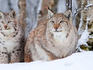 Превью обои снежные барсы, рысь, снег, сидеть