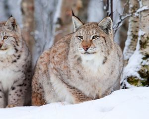 Превью обои снежные барсы, рысь, снег, сидеть