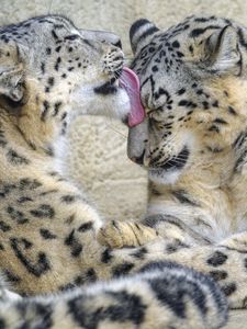 Превью обои снежные барсы, животные, высунутый язык, милый