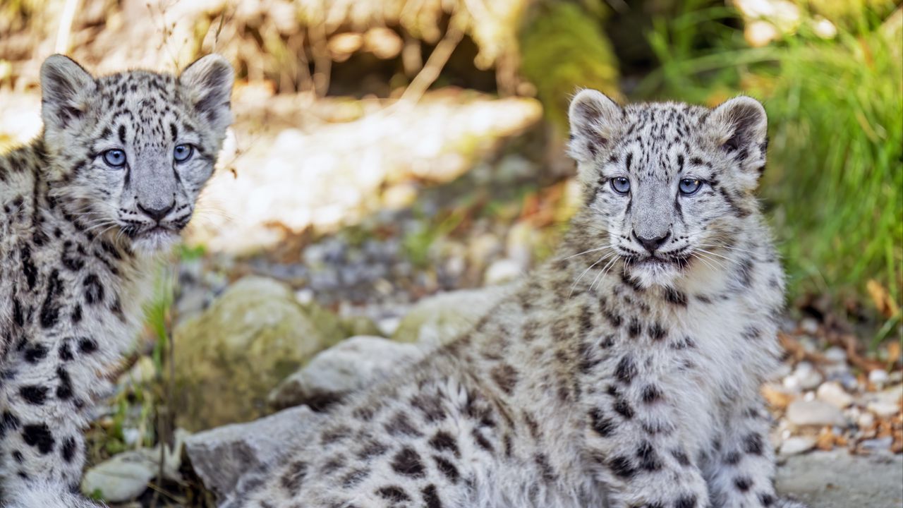 Обои снежный барс, барс, большая кошка, пятна, милый, хищник, животное