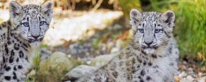 Превью обои снежный барс, барс, большая кошка, пятна, милый, хищник, животное