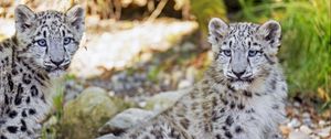 Превью обои снежный барс, барс, большая кошка, пятна, милый, хищник, животное