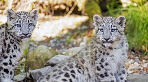 Превью обои снежный барс, барс, большая кошка, пятна, милый, хищник, животное