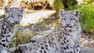 Превью обои снежный барс, барс, большая кошка, пятна, милый, хищник, животное