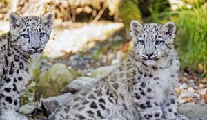 Превью обои снежный барс, барс, большая кошка, пятна, милый, хищник, животное