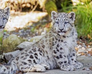 Превью обои снежный барс, барс, большая кошка, пятна, милый, хищник, животное