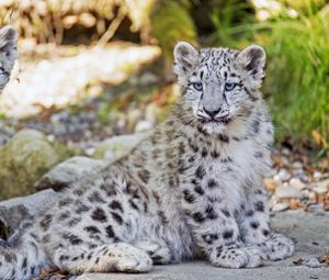 Превью обои снежный барс, барс, большая кошка, пятна, милый, хищник, животное