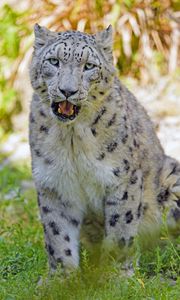 Превью обои снежный барс, большая кошка, хищник, взгляд, трава
