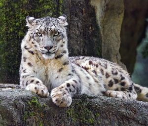 Превью обои снежный барс, большая кошка, хищник, отдых