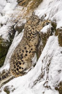 Превью обои снежный барс, большая кошка, хищник, склон, снег