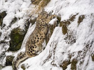 Превью обои снежный барс, большая кошка, хищник, склон, снег