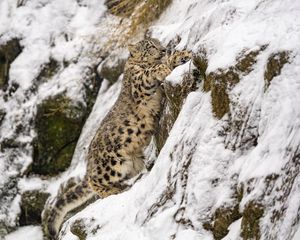 Превью обои снежный барс, большая кошка, хищник, склон, снег