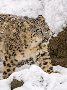 Превью обои снежный барс, большая кошка, хищник, зима, снег, движение